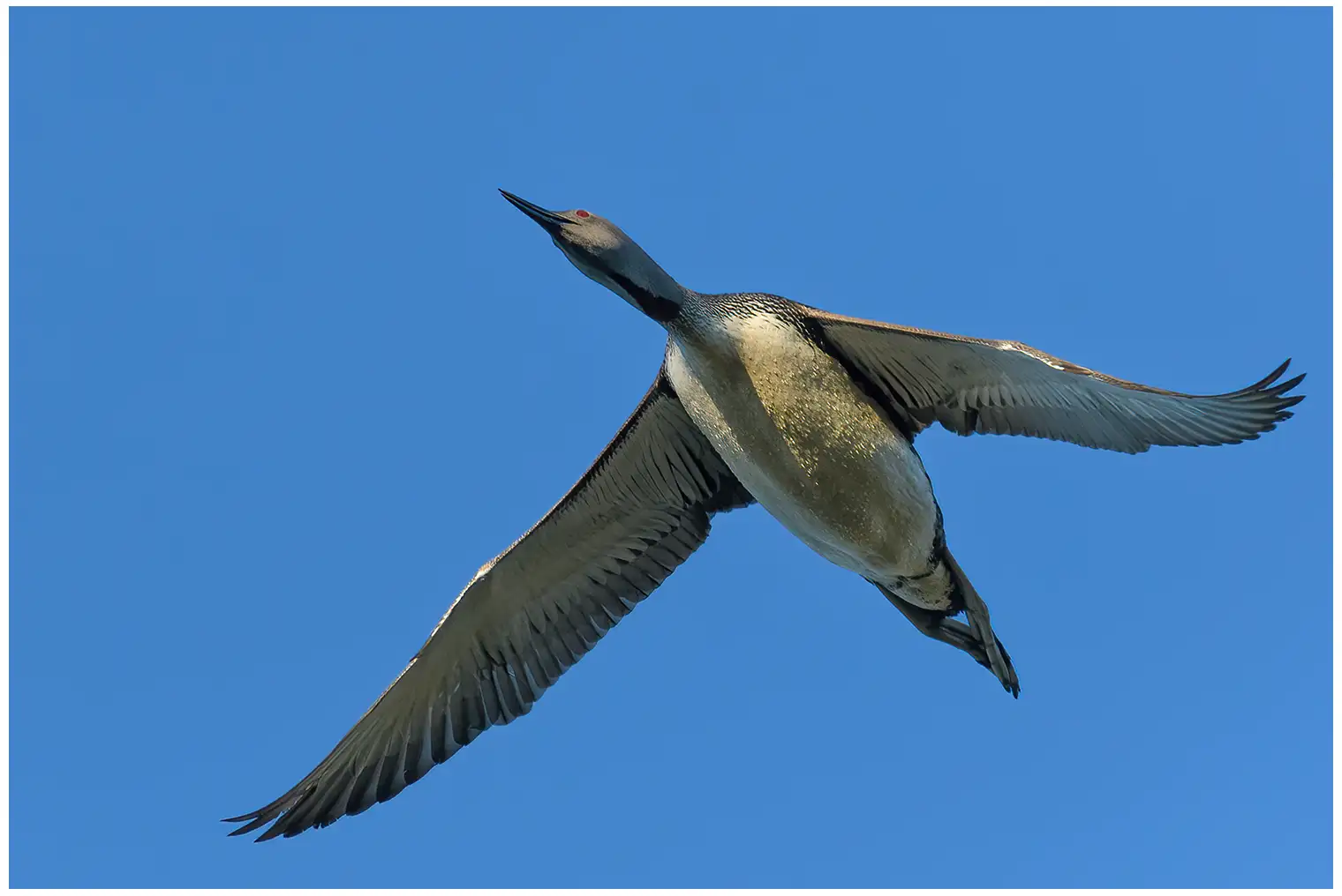 Red-throated loon