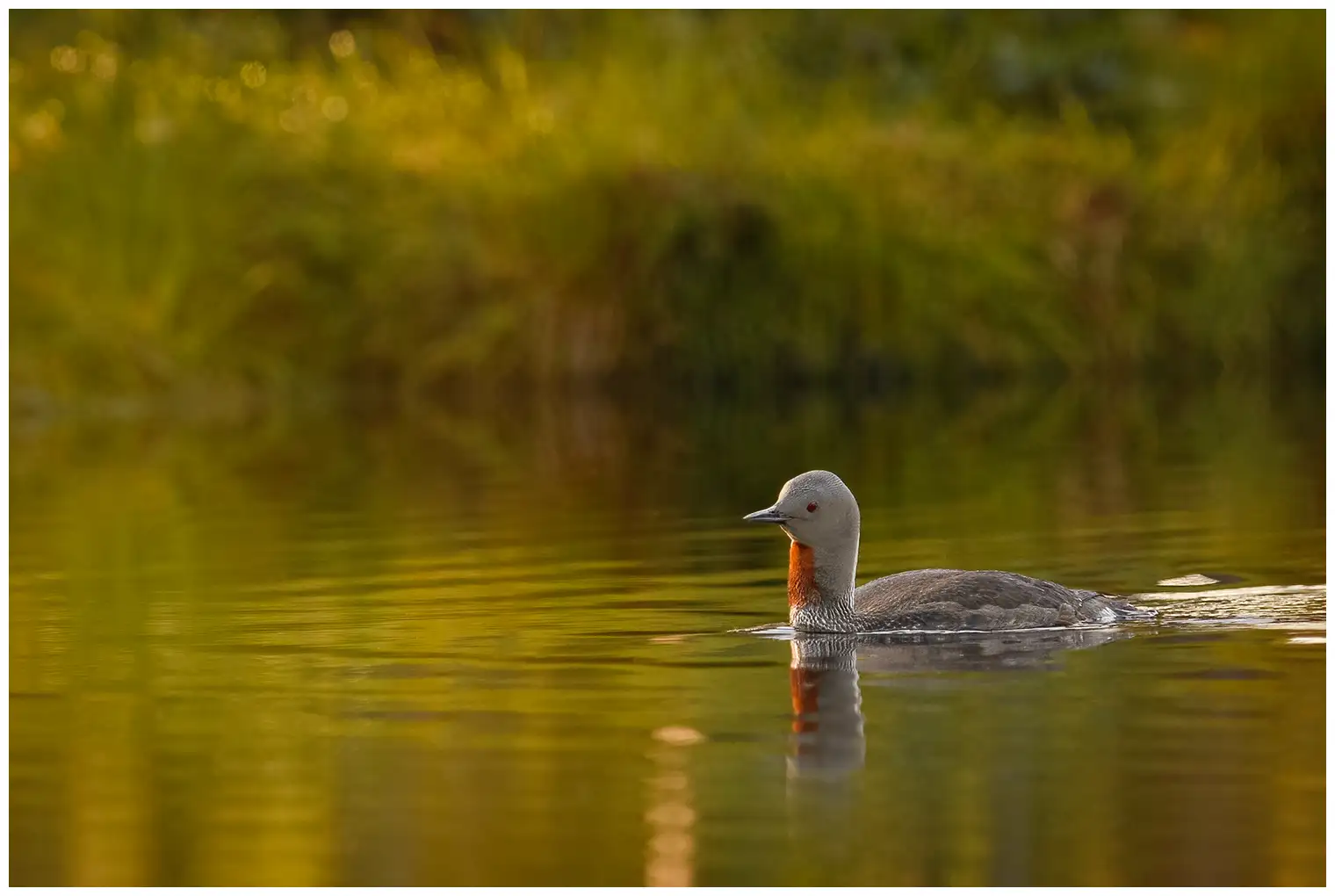 Red-throated loon