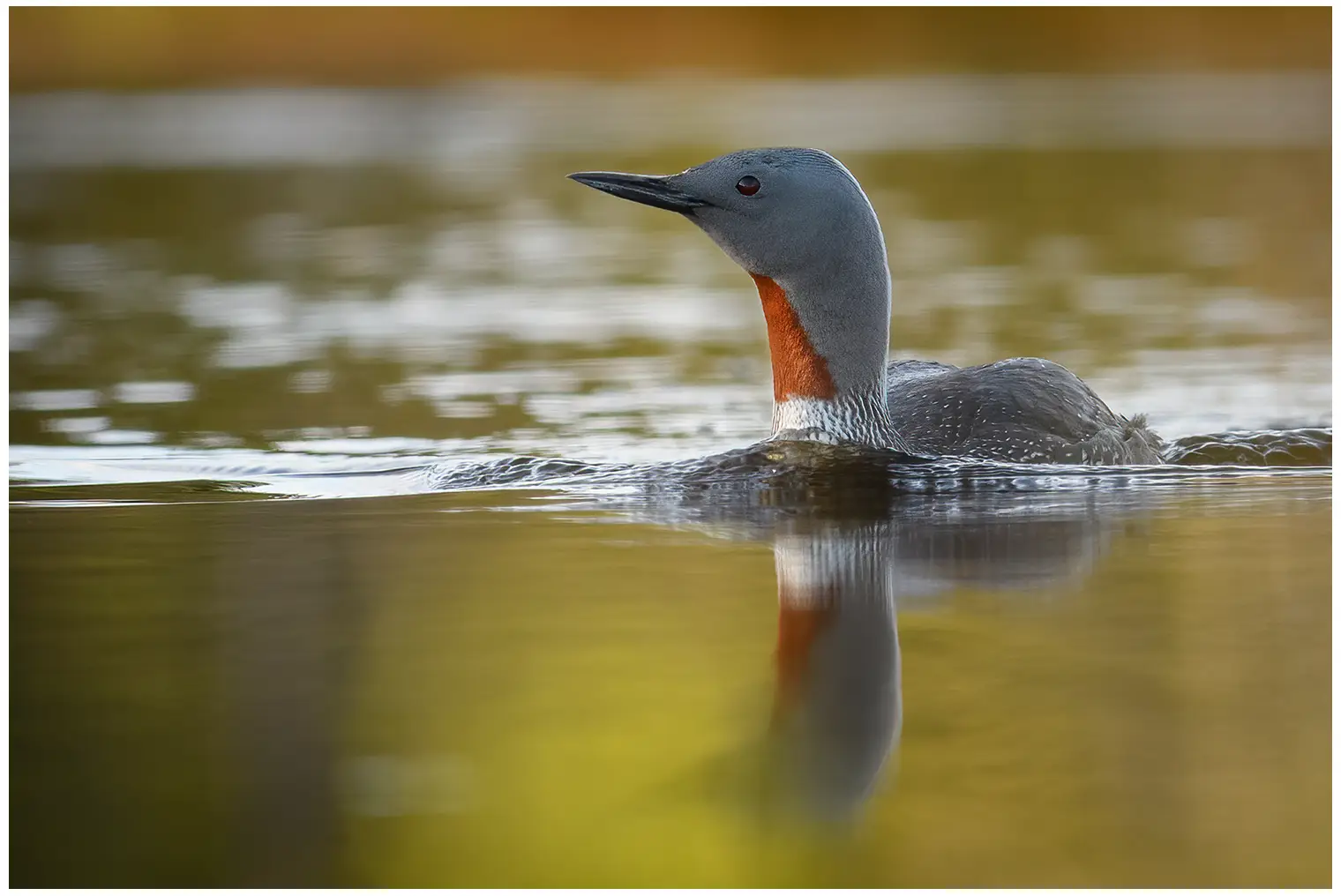 Red-throated loon