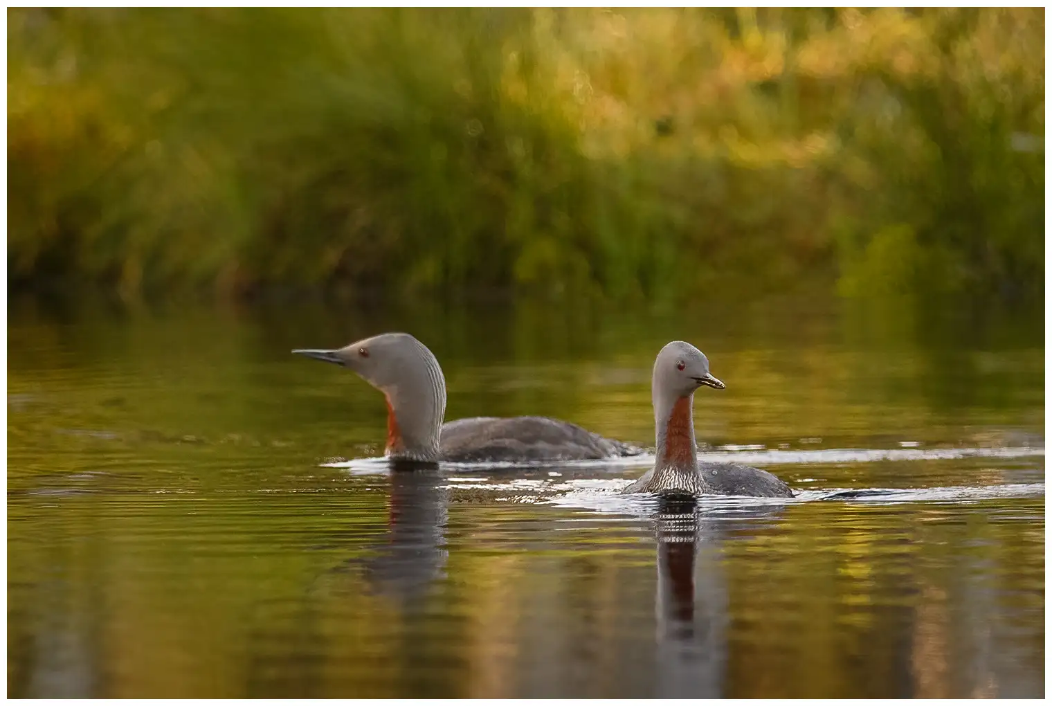 Red-throated loon