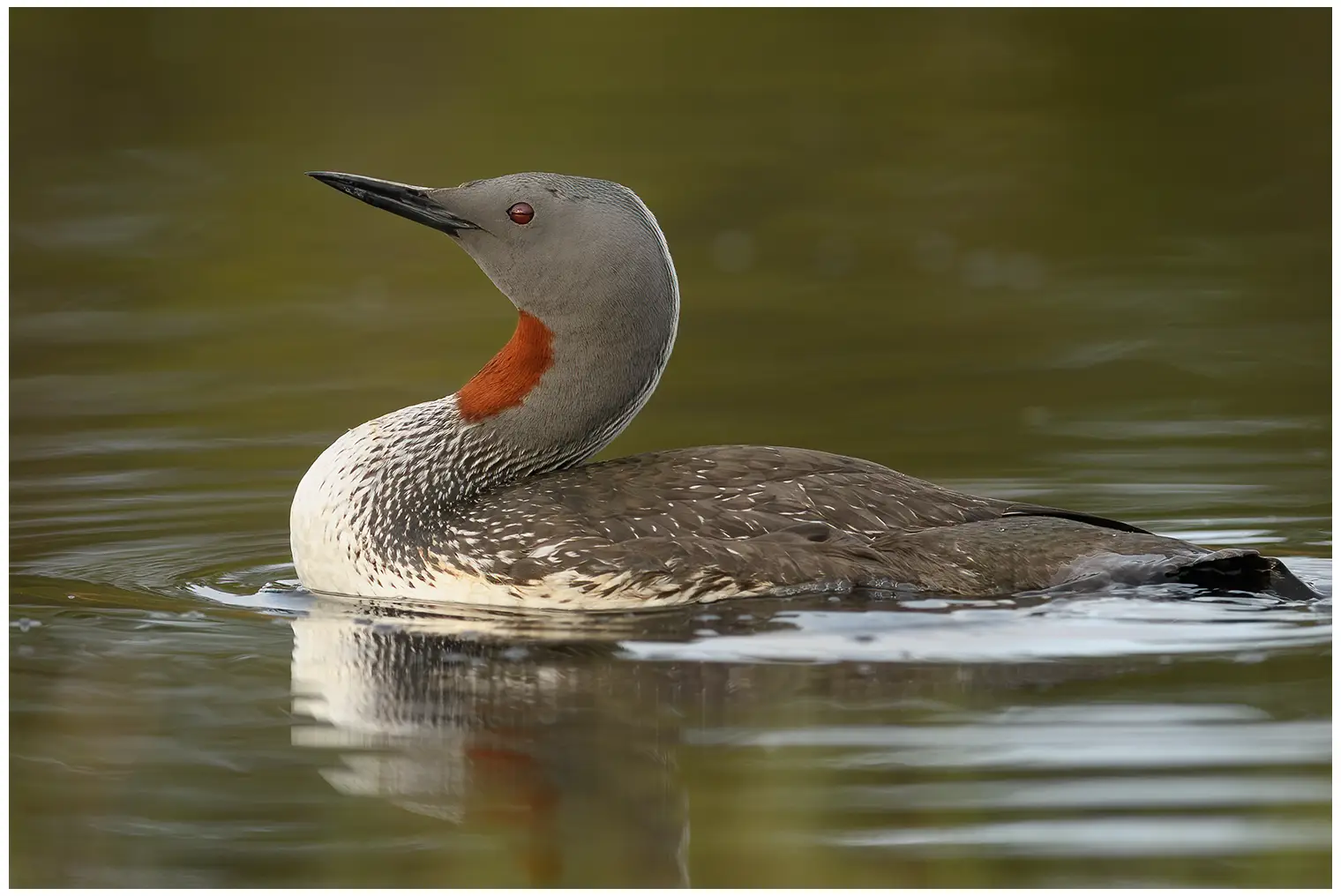 Red-throated loon