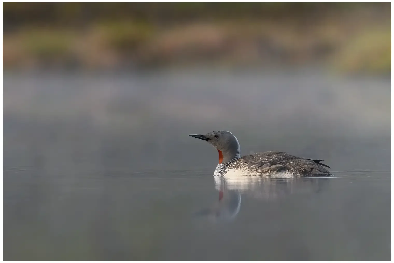 Red-throated loon