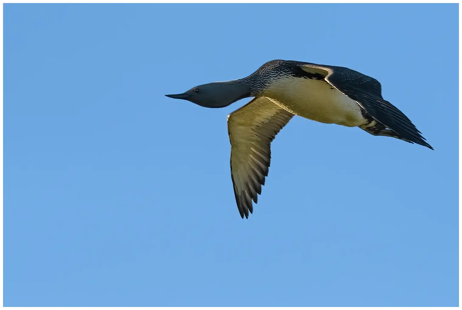 Red-throated loon