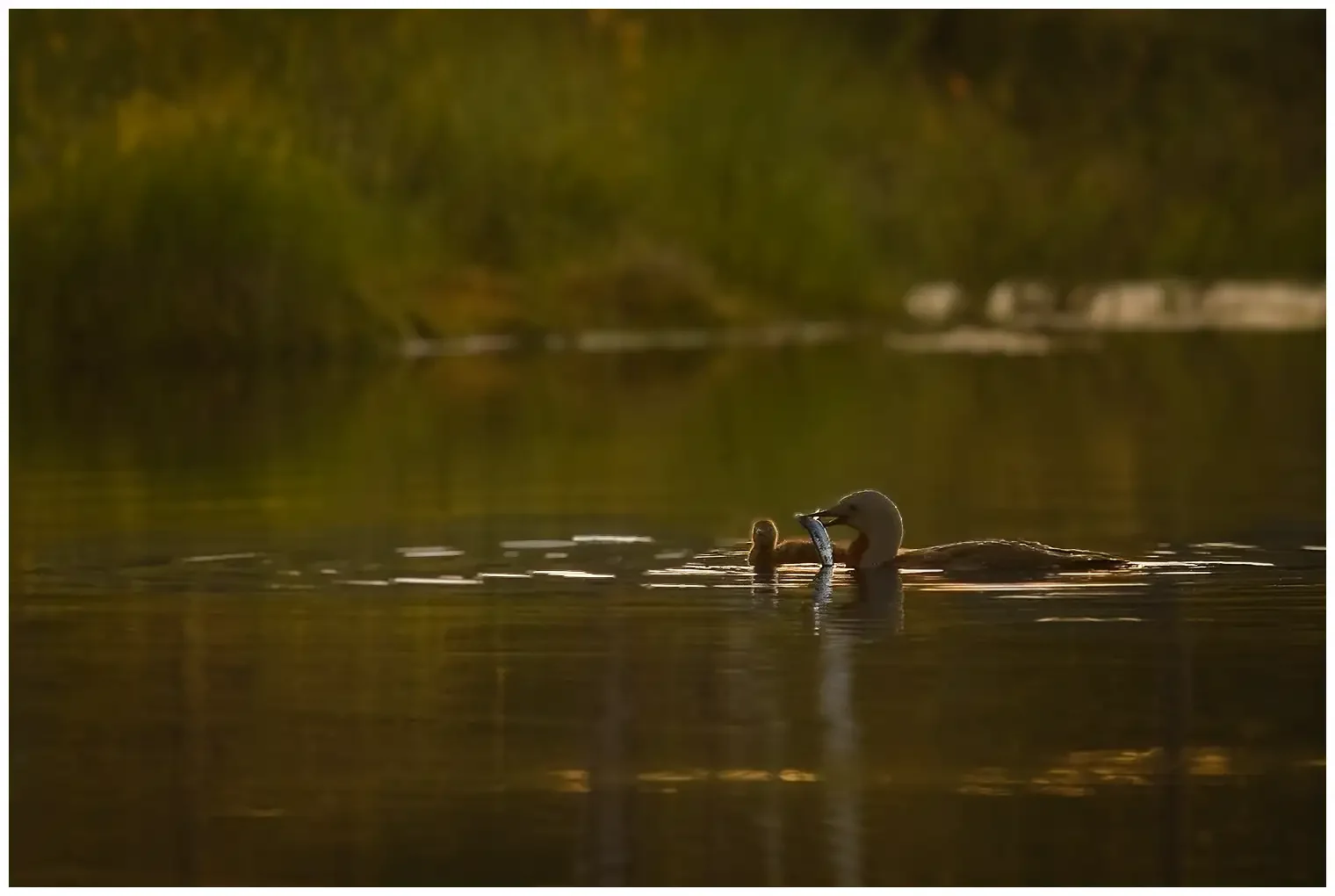 Red-throated loon