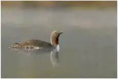 Red-throated loon