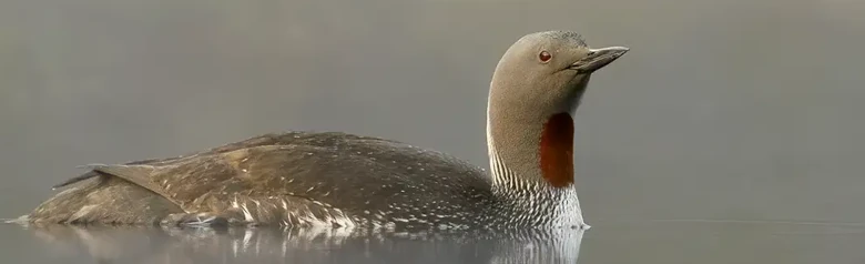 Red-throated loon. Reddish-brown area on the throat and a black and white striped nape.