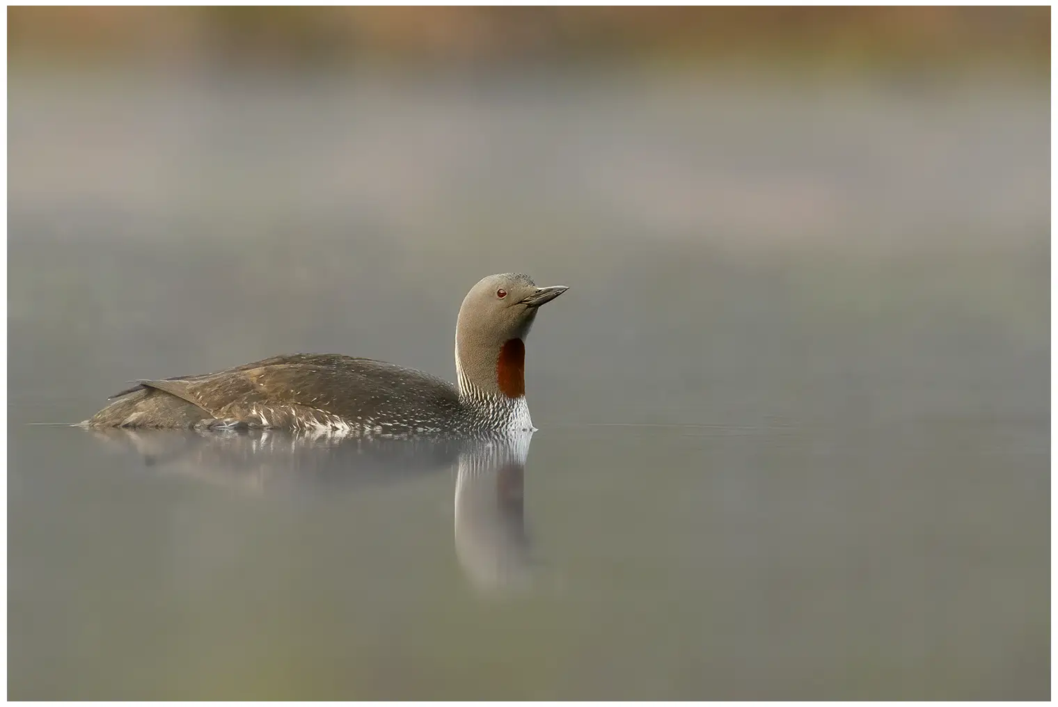Red-throated loon. Reddish-brown area on the throat and a black and white striped nape.