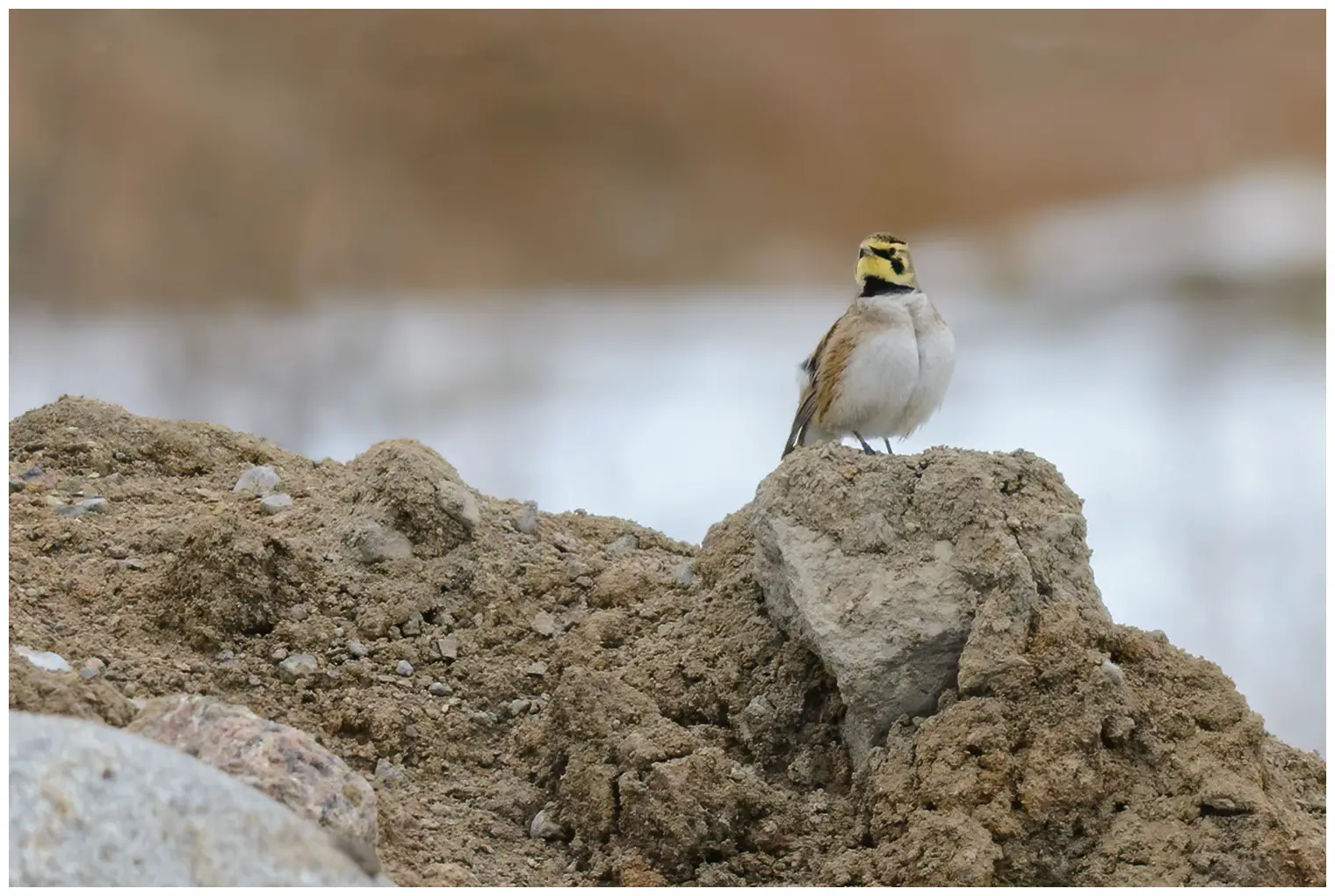 Horned lark