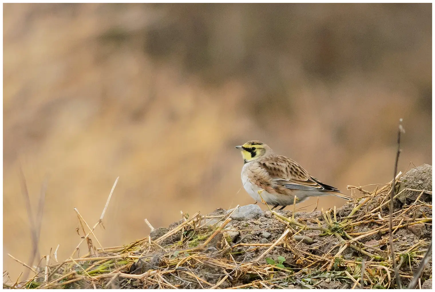 Horned lark