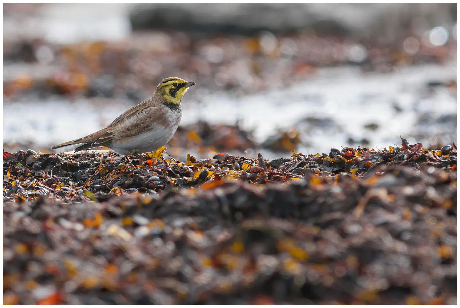 Horned lark