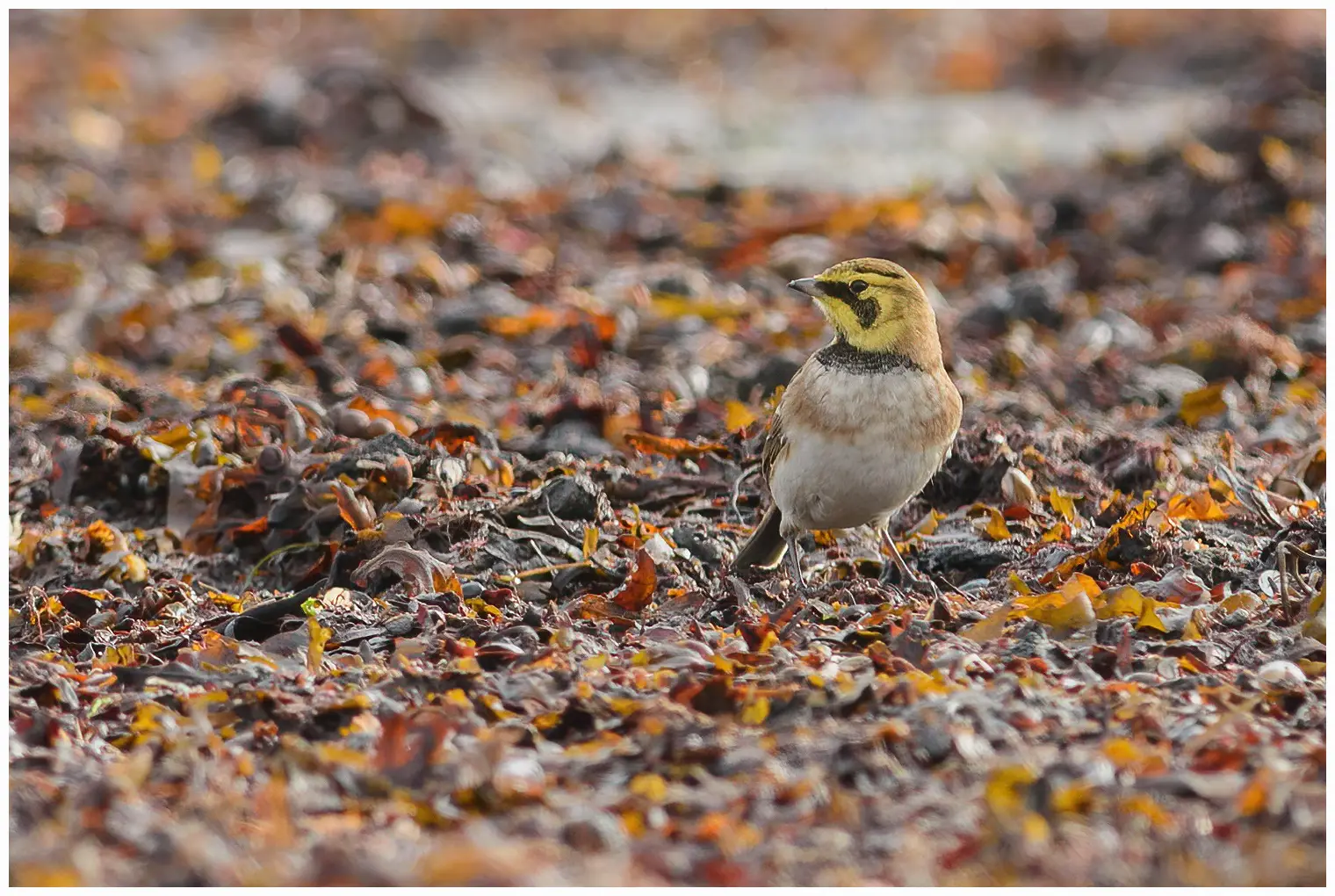 Horned lark