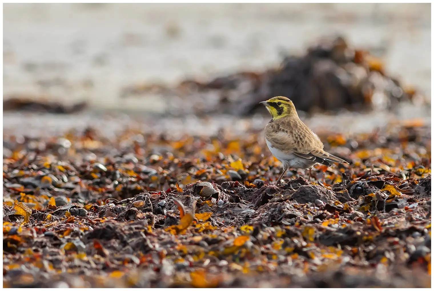 Horned lark