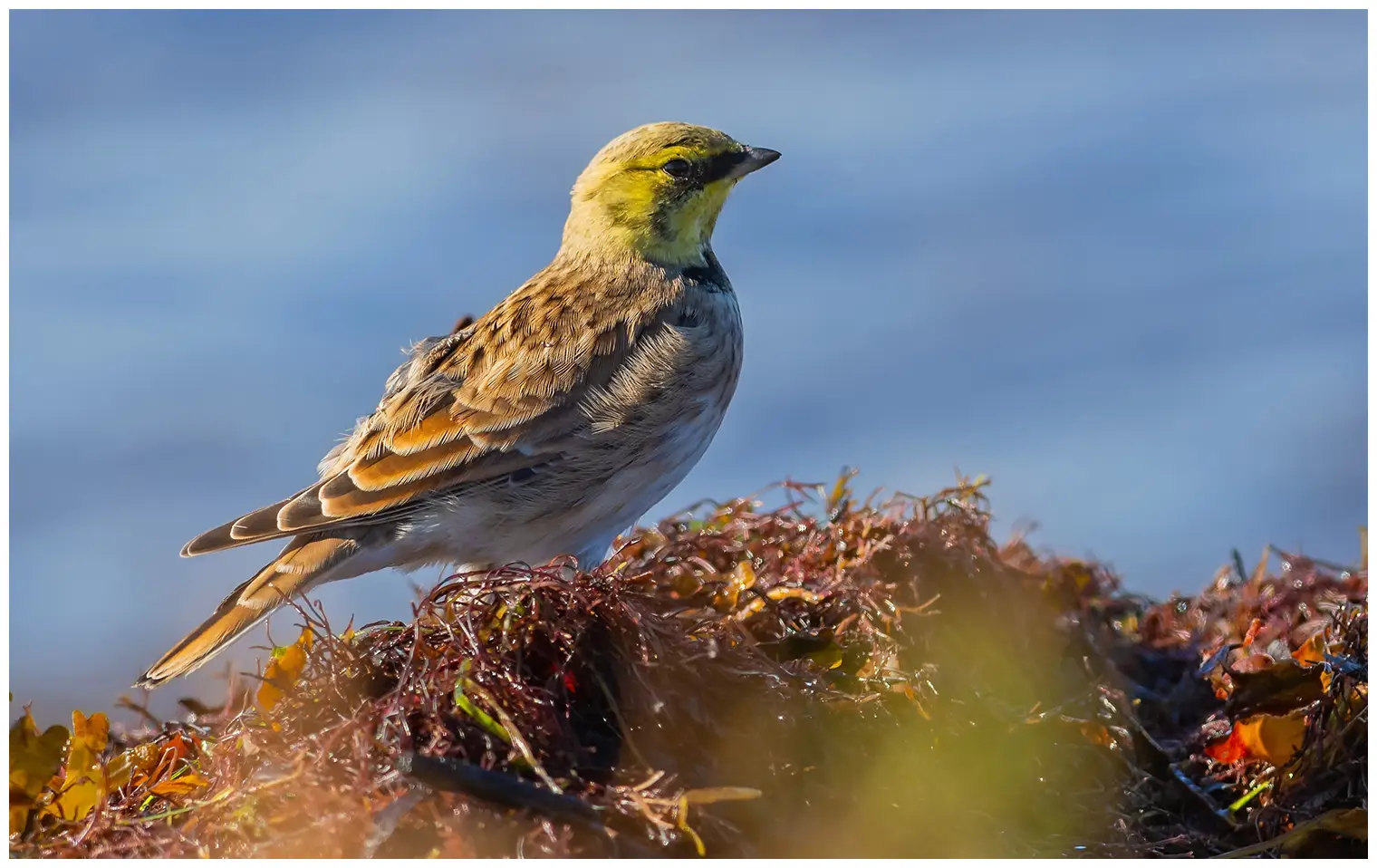 Horned lark