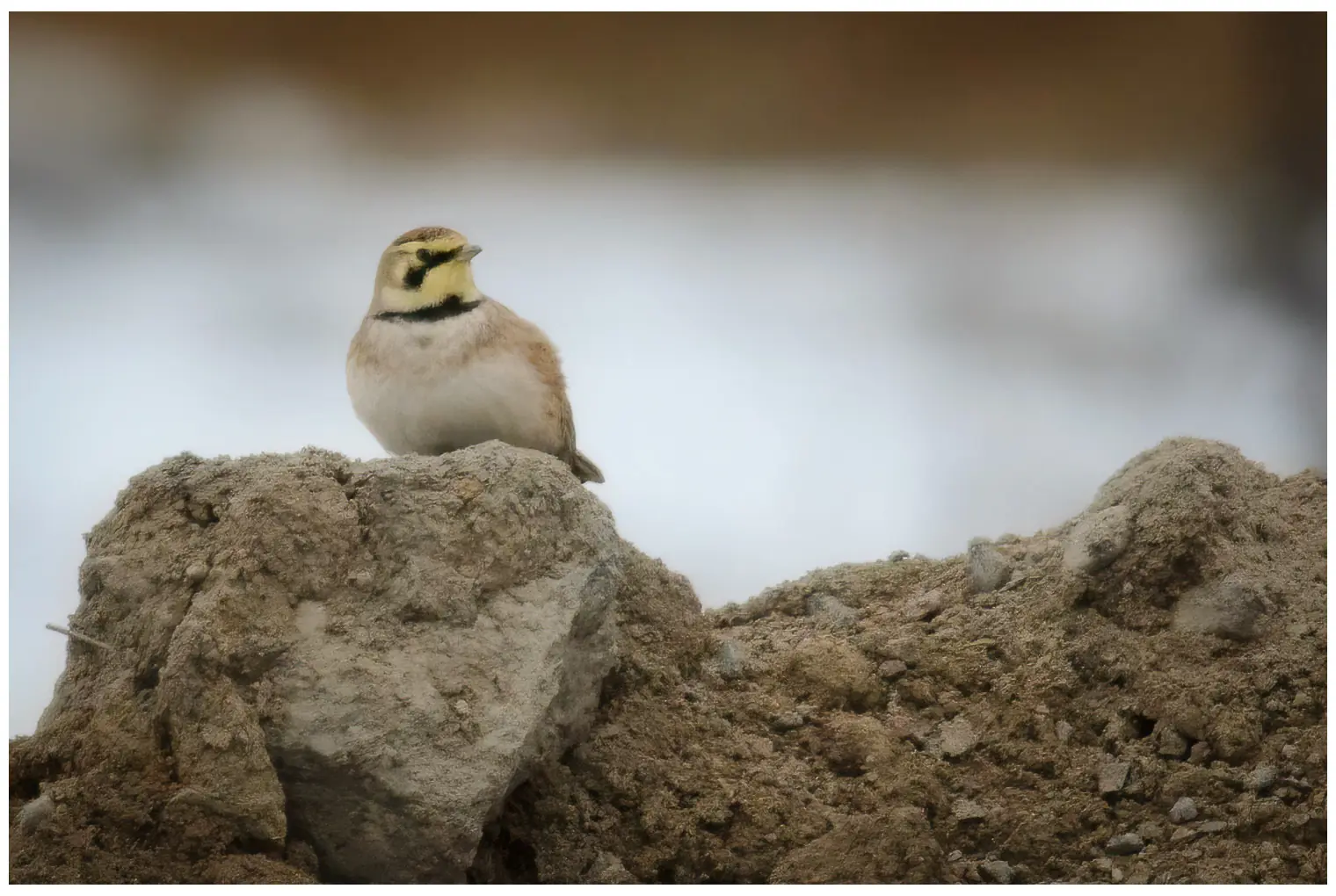 Horned lark
