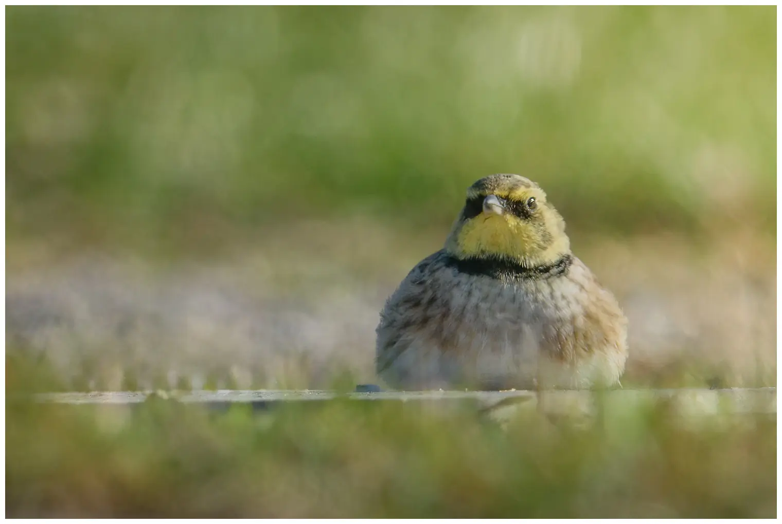 Horned lark