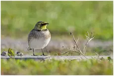 Horned lark
