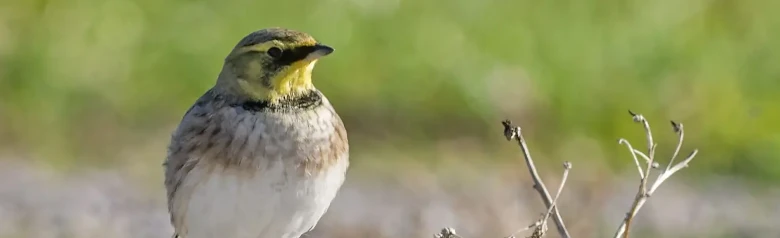 Horned lark. Characteristic head markings in yellow and black. Black legs, which are darker than in other larks.