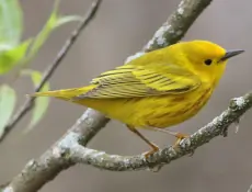 Yellow warbler