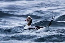 Long-tailed duck