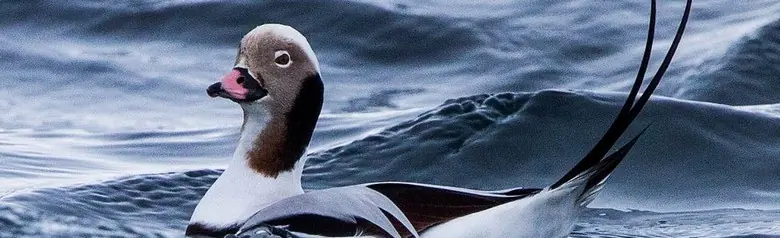 A Long-tailed Duck lies in the water surrounded by wave peaks on a windy day.