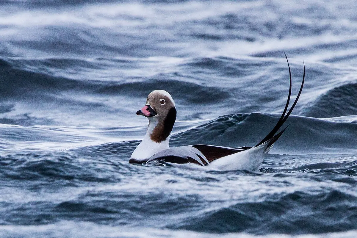 A Long-tailed Duck lies in the water surrounded by wave peaks on a windy day.