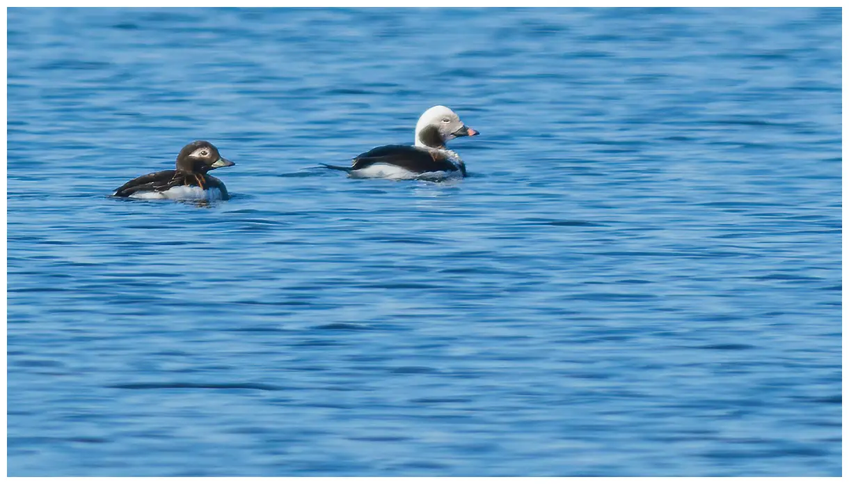 Long-tailed duck