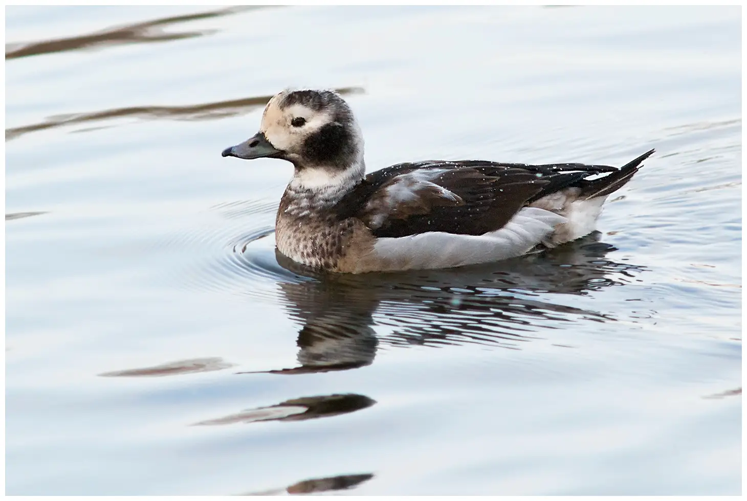 Long-tailed duck