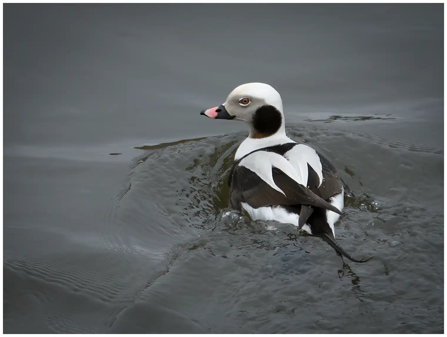 Long-tailed duck