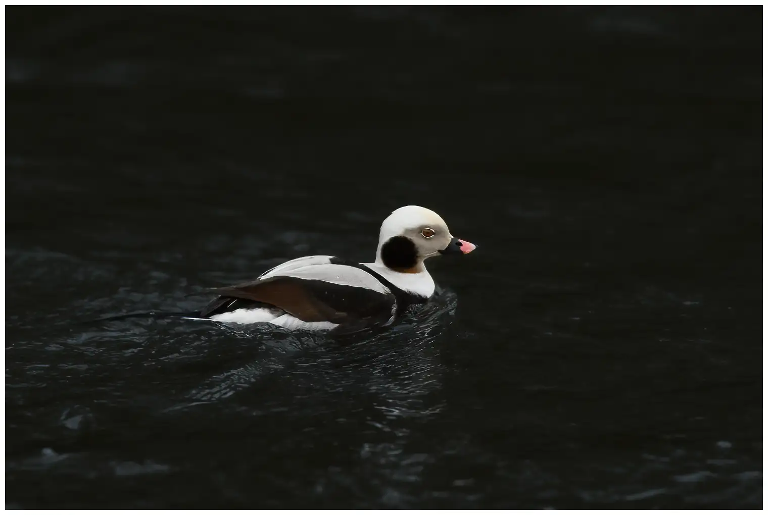 Long-tailed duck
