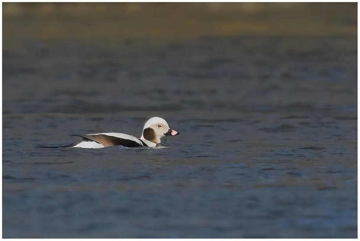 Long-tailed duck