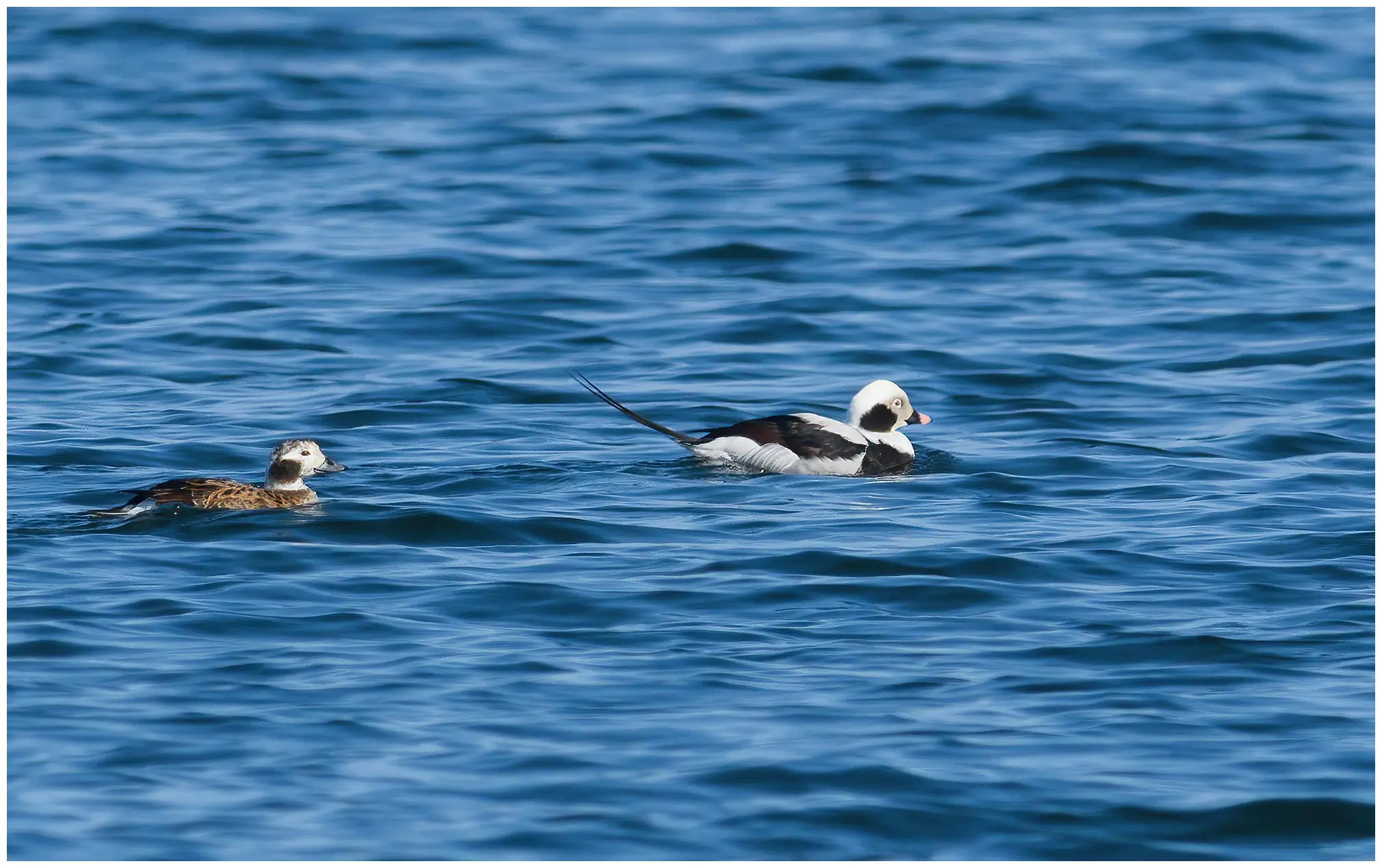 Long-tailed duck