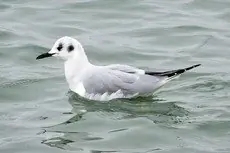 Bonaparte's gull