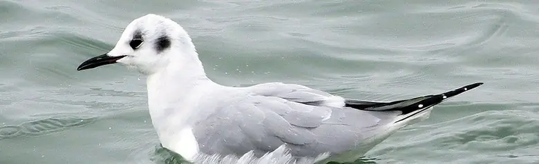 Bonaparte's gull