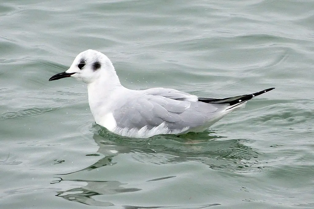 Bonaparte's gull