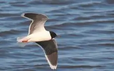 Little gull