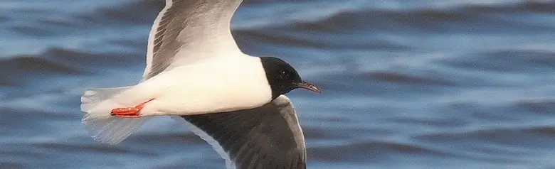 Little gull. The world's smallest gull. The hood reaches all the way down to the neck. The wings have a solid, gray-black underside.