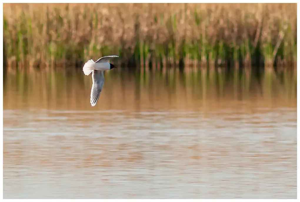 Little gull