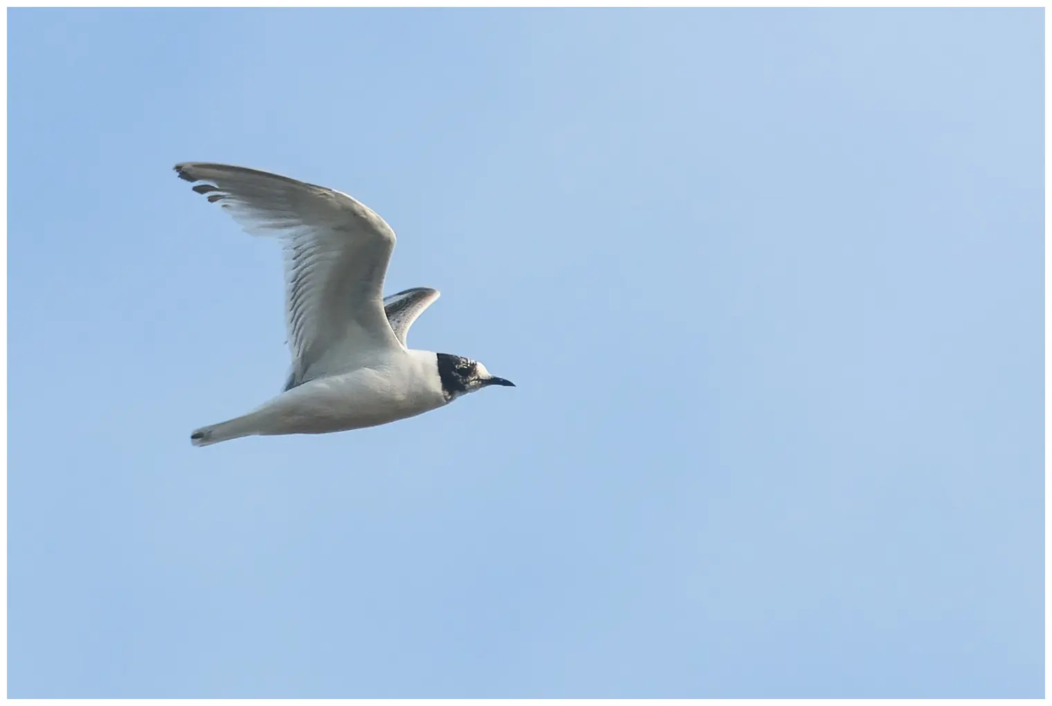 Little gull