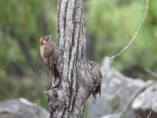 Arizona woodpecker
