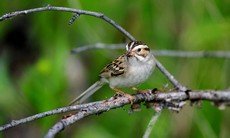 Clay-colored sparrow