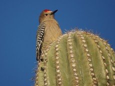 Gila woodpecker