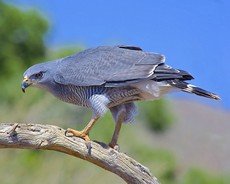 Gray hawk