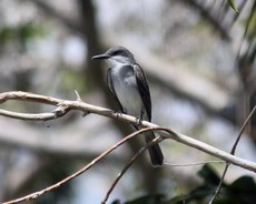 Gray kingbird