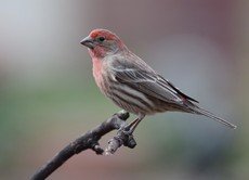 House finch