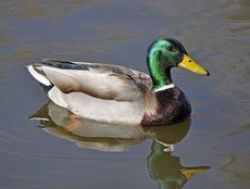 Mallard