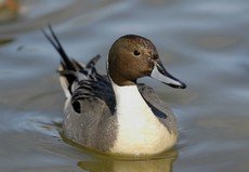 Northern pintail