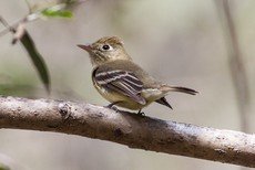 Pacific-slope flycatcher