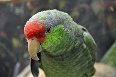 Red-crowned parrot