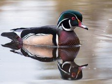 Wood duck