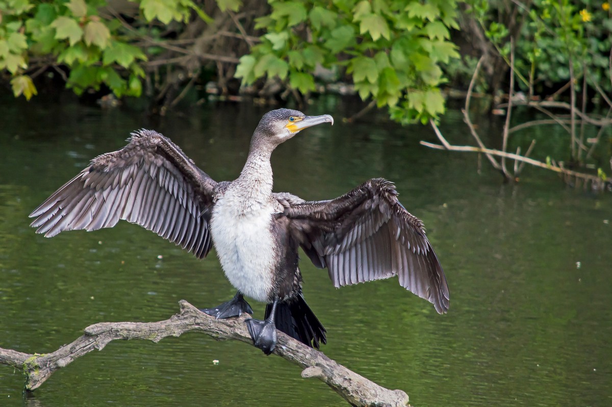 Great cormorant - song / call / voice / sound.